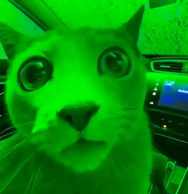 Original neon-green cat meme